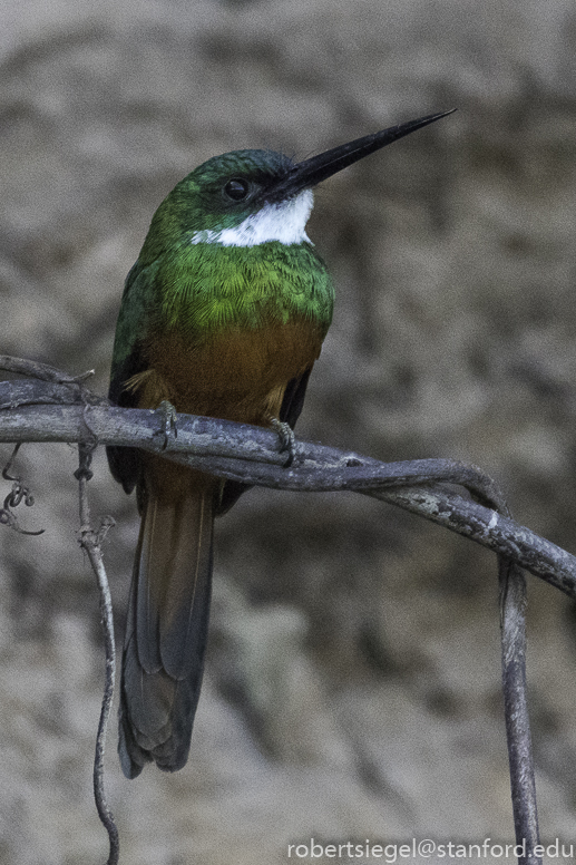 pantanal